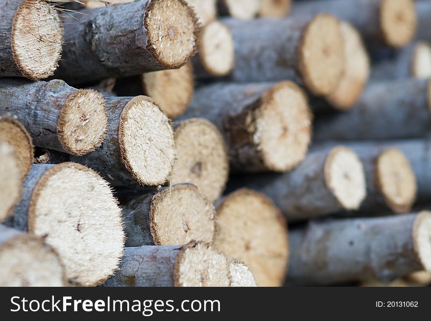 Tree stump background in the garden