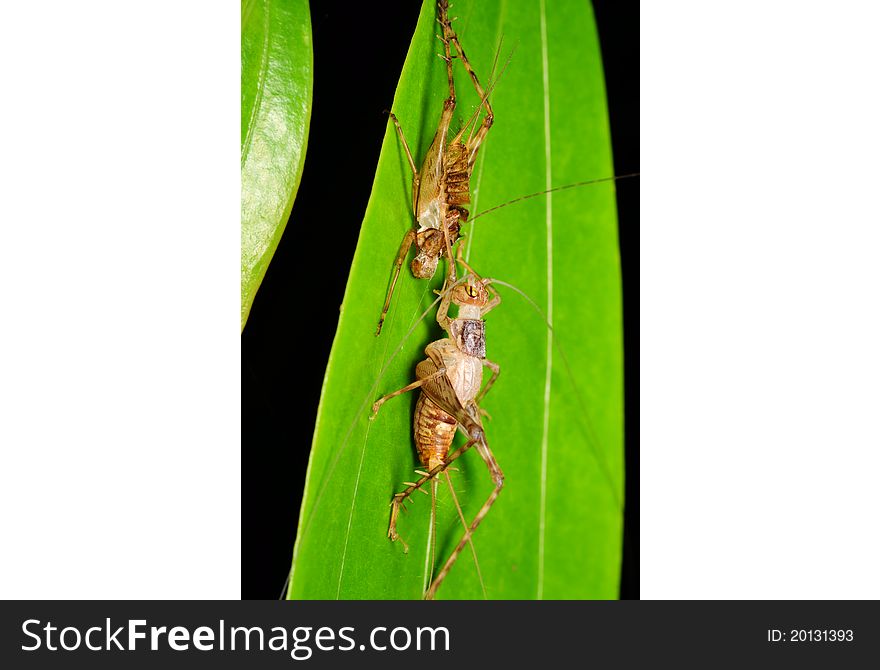 Cricket With Its Carcase