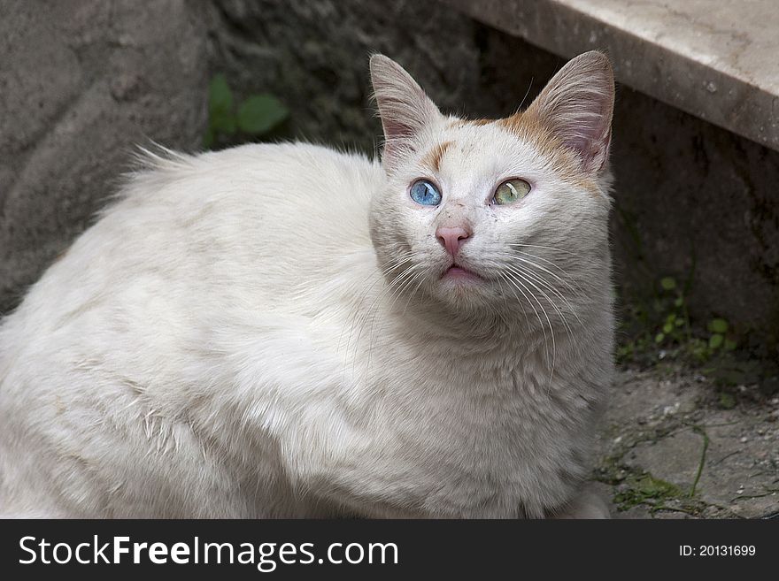 A cat with differente color of the eyes. A cat with differente color of the eyes