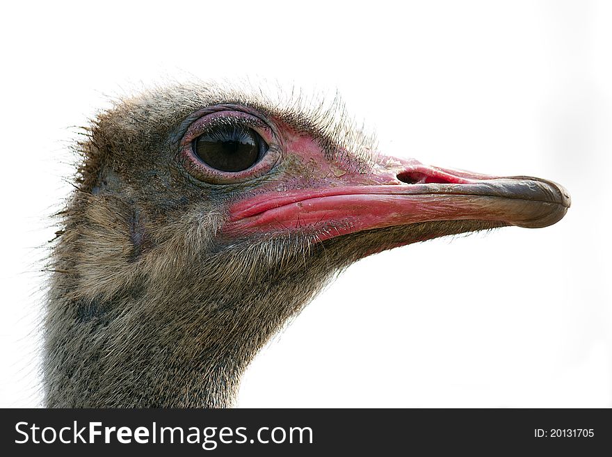 A portrait of an ostrich