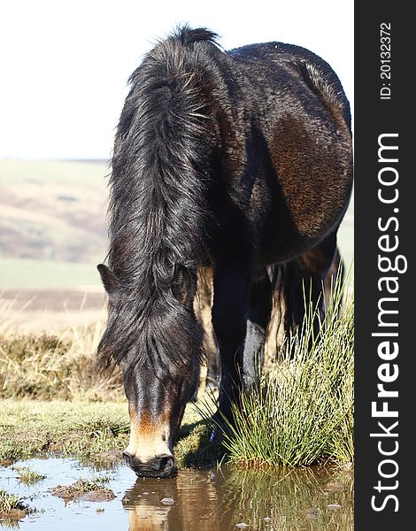 Dartmoor pony drinking from a puddle. Dartmoor pony drinking from a puddle