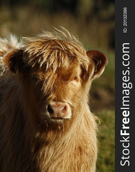 Strong & healthy young Highland calf. Strong & healthy young Highland calf