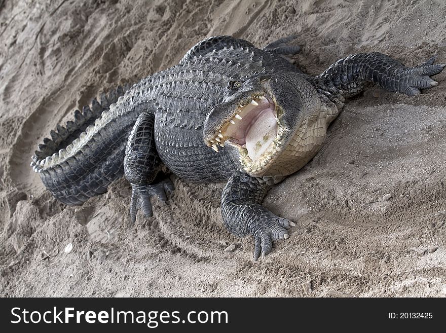 Aggressive alligator with mouth wide open. Aggressive alligator with mouth wide open