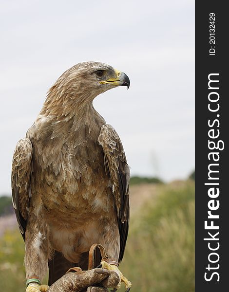 Tawny Eagle on the Falconer's glove, ready to fly