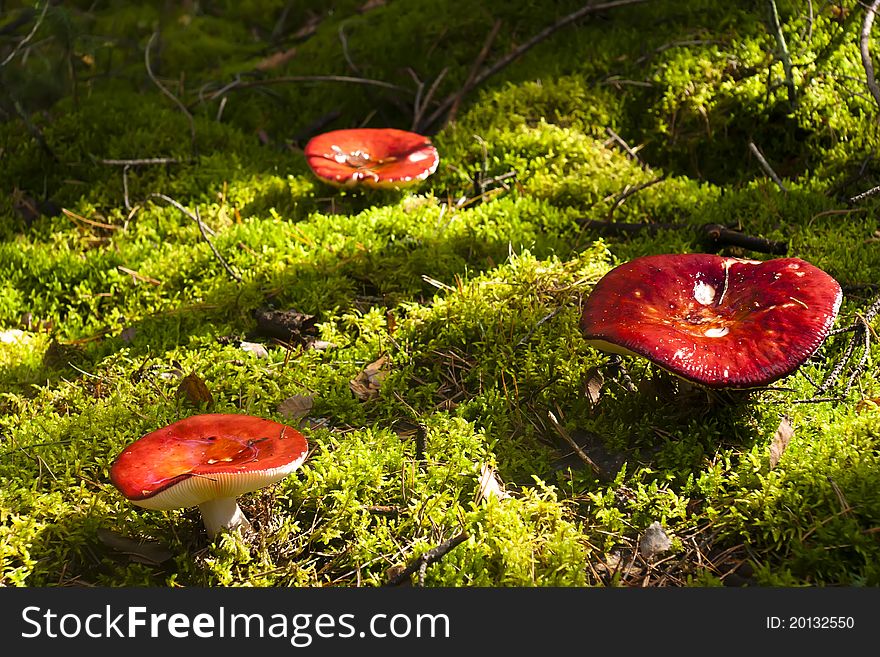 Toadstool in the forest grow in the moss among the bushes.