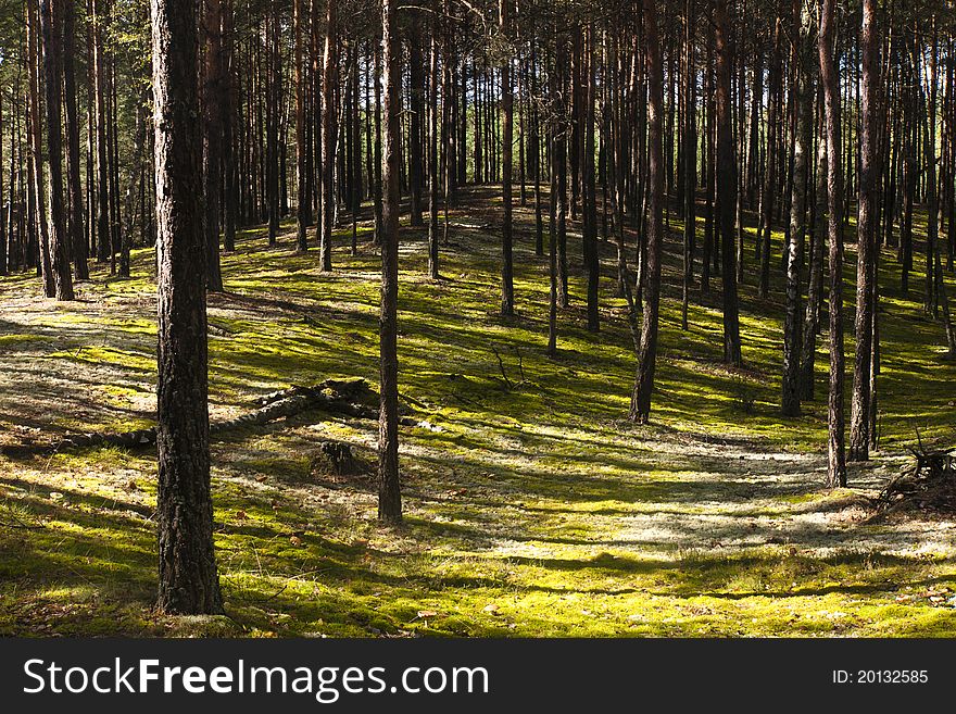 Wild coniferous forest in north Poland.