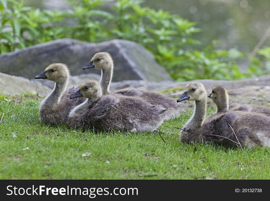 Canada Goose, Branta canadensis in Central Park, New York City. Canada Goose, Branta canadensis in Central Park, New York City
