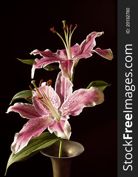 Oriental lily on black background in Studio. Oriental lily on black background in Studio
