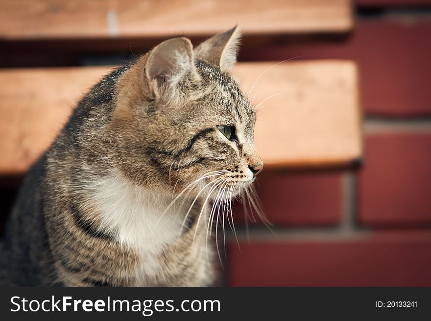 Gray cat against a brick wall. Gray cat against a brick wall