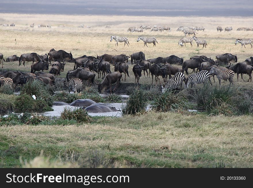 Waterhole in national park. Ngoro-ngoro crater. Tanzania.