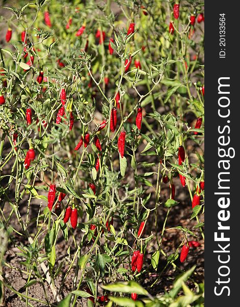 Red chillies on the farm on Fregate Island Seychelles