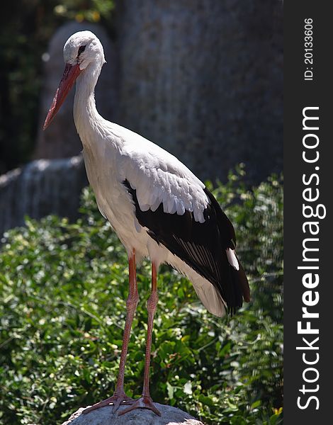 The Stork standing in green nature