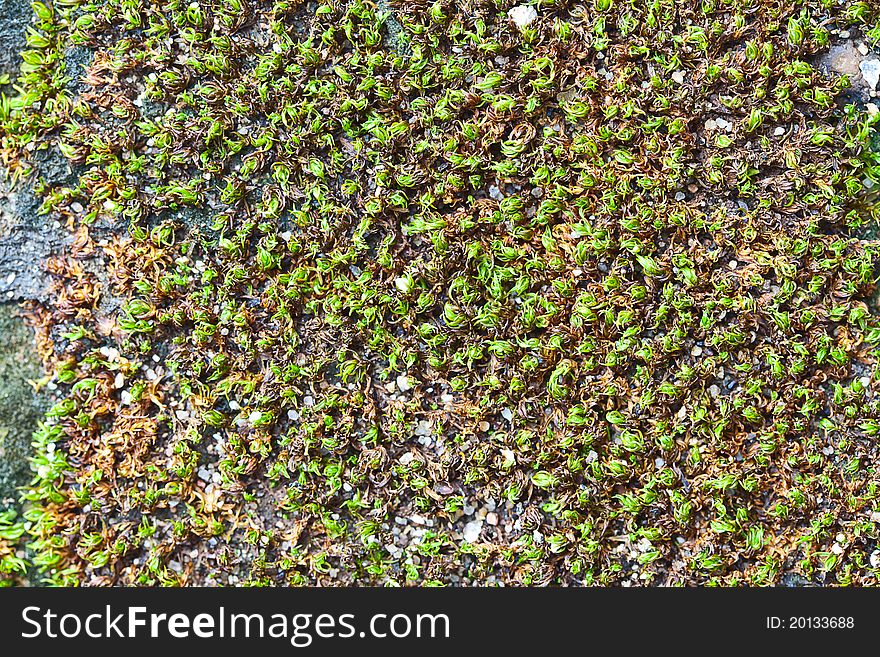 Ground area with a moss and grass as background