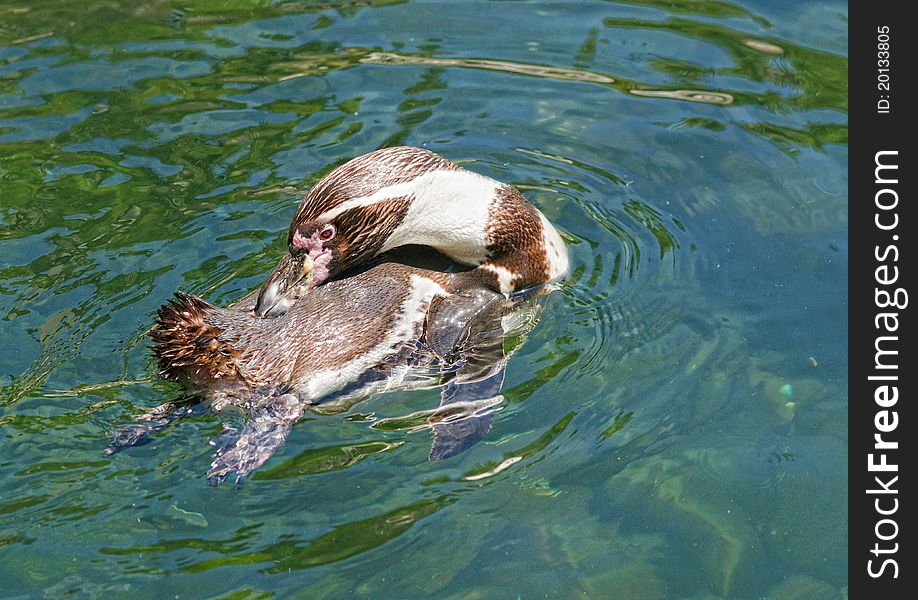 The humboldt penguin swimming in the sea