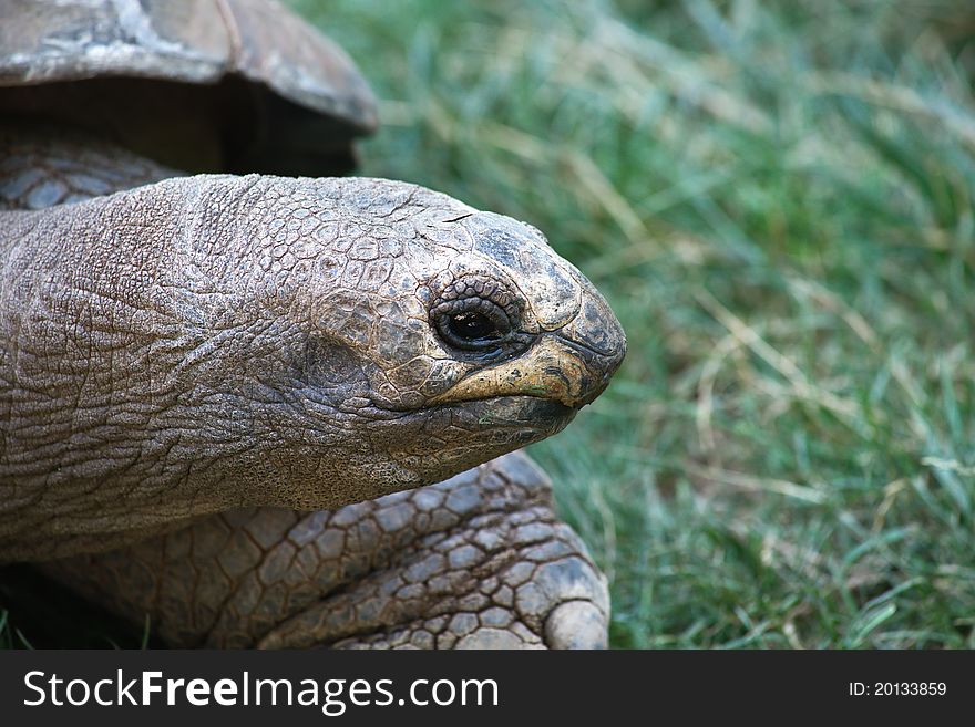 The giant turtle on green grass background