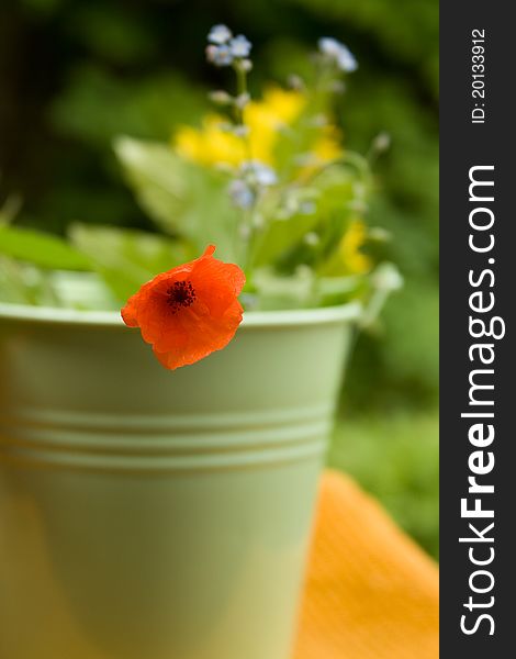 Summer background with Small poppy flower