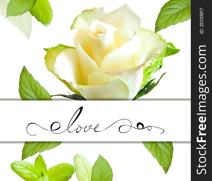 Decorative card with rose flower