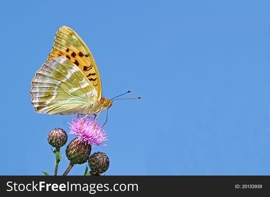 Rare Silver Washed Fritilliary, Argynnis Paphia
