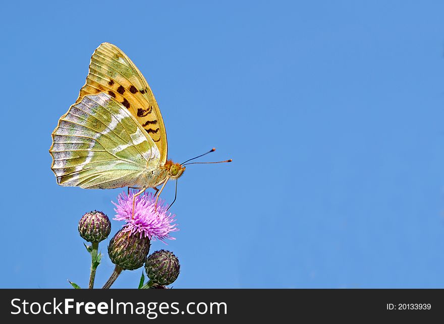 Butterfly against a blue sky. Butterfly against a blue sky