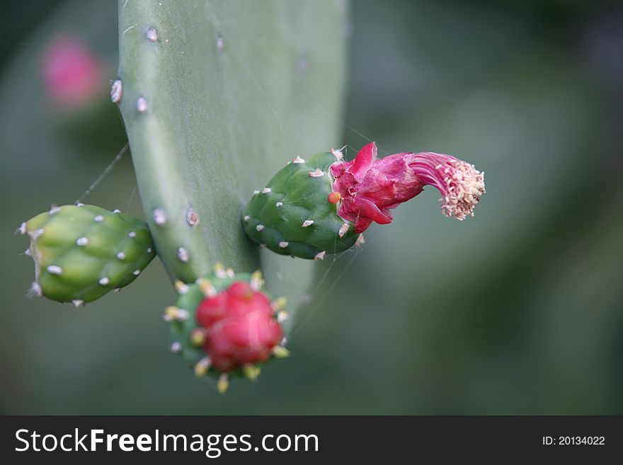 Cactus flower with spider net