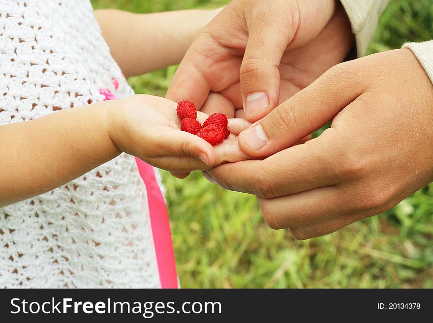 Daughters and fathers hands carrying berries. Daughters and fathers hands carrying berries