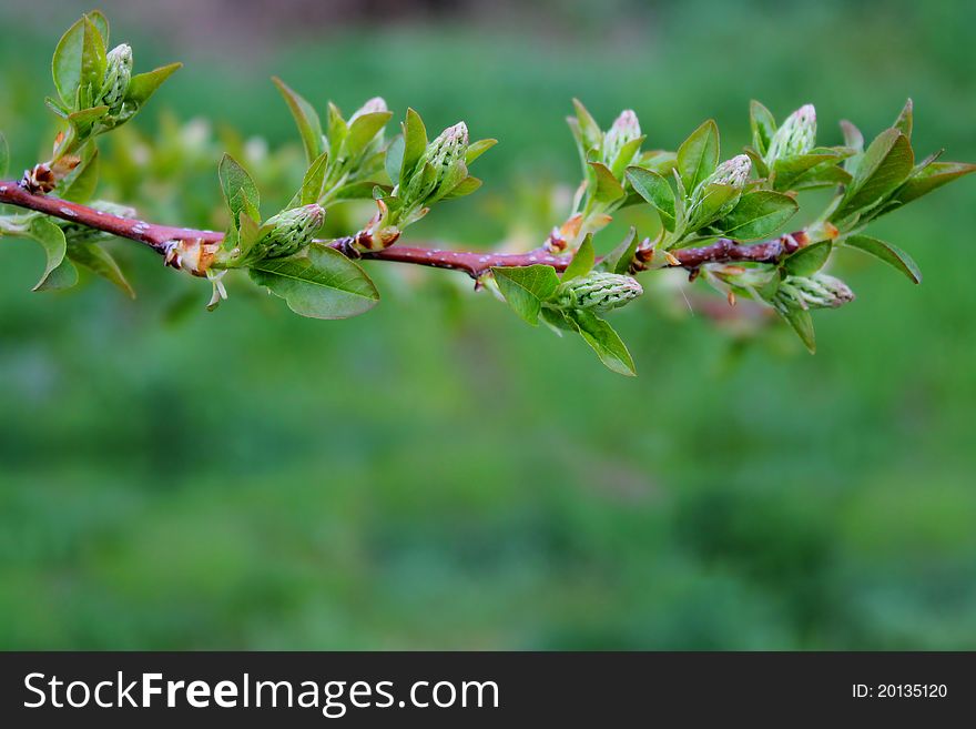 Twig with green leaves in spring. Twig with green leaves in spring