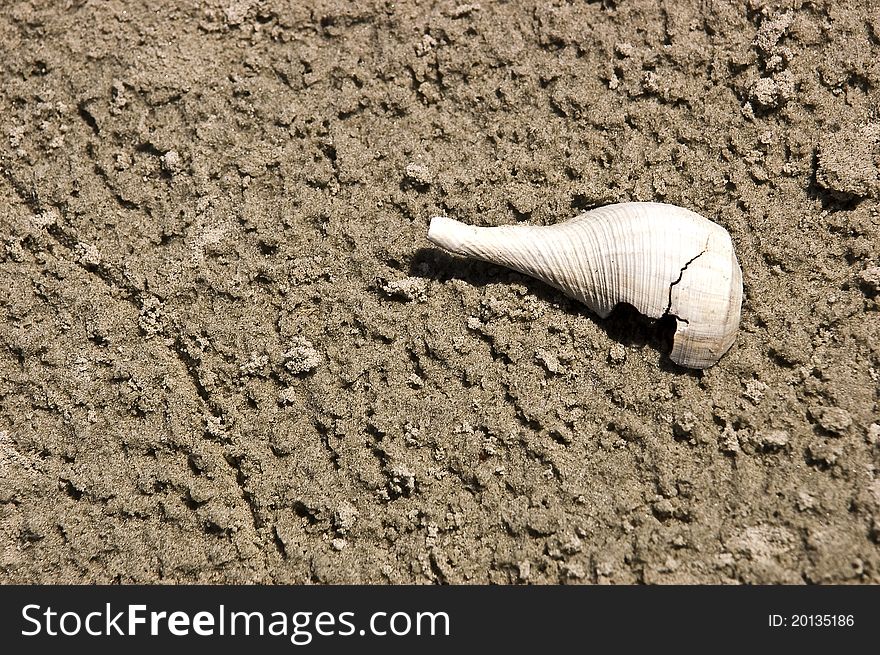 A closeup of a crack shell at the beach. A closeup of a crack shell at the beach