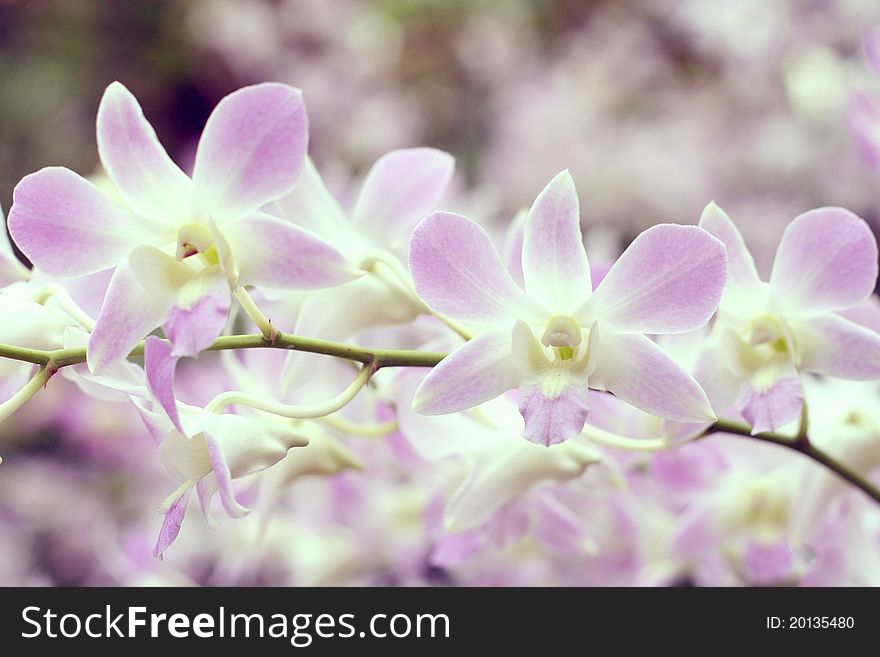 White And Violette Orchids