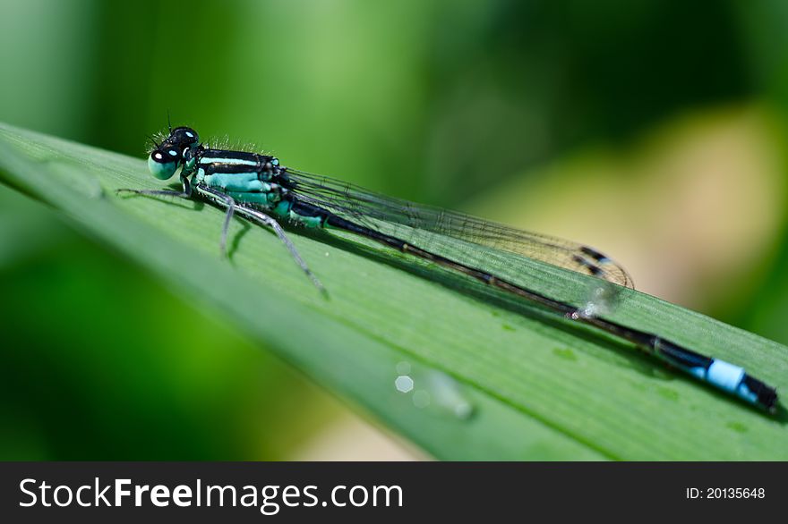 Coenagrion puella sitting on a leaf, just after the rain. Coenagrion puella sitting on a leaf, just after the rain