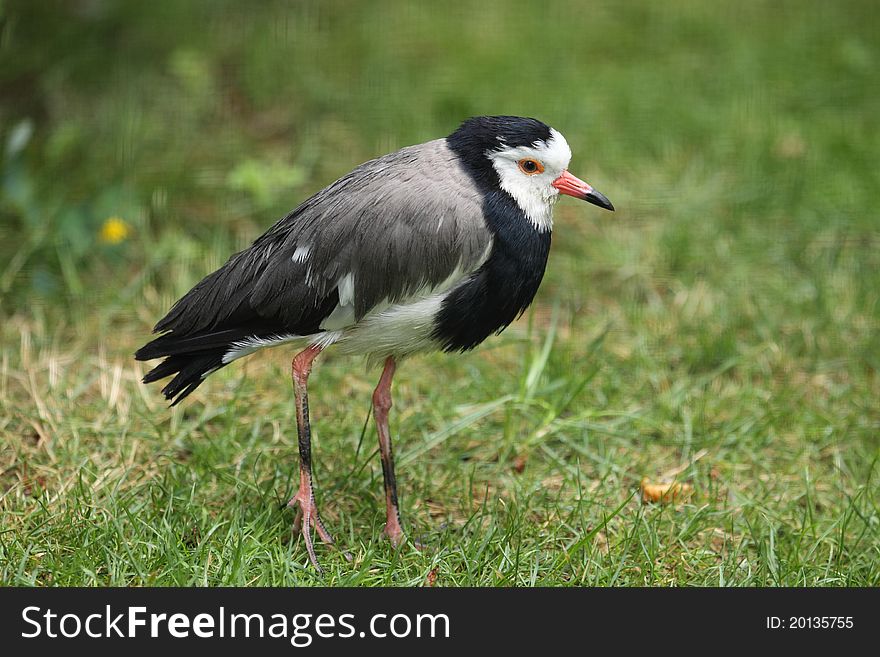 The long-toed lapwing standing in the grass.