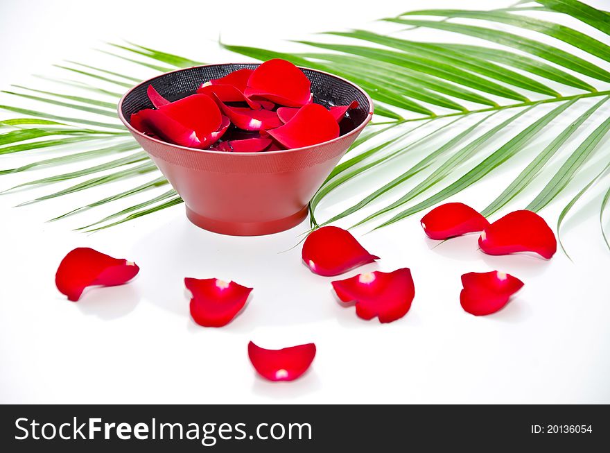 Red Roses with plate of flowers on white background. Red Roses with plate of flowers on white background