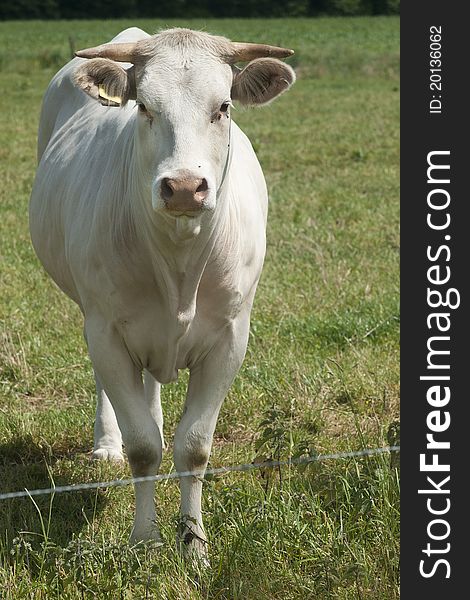 White cow standing in a meadow. White cow standing in a meadow