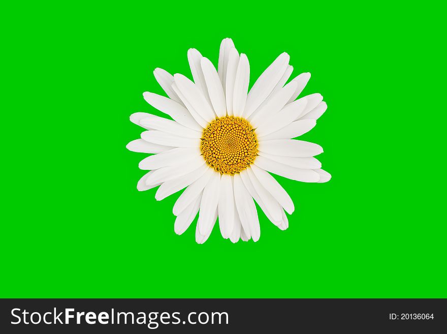 Isolated Chamomile