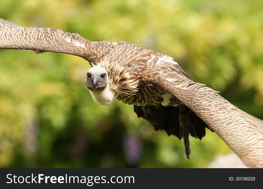 Close up of a Griffon Vulture in flight