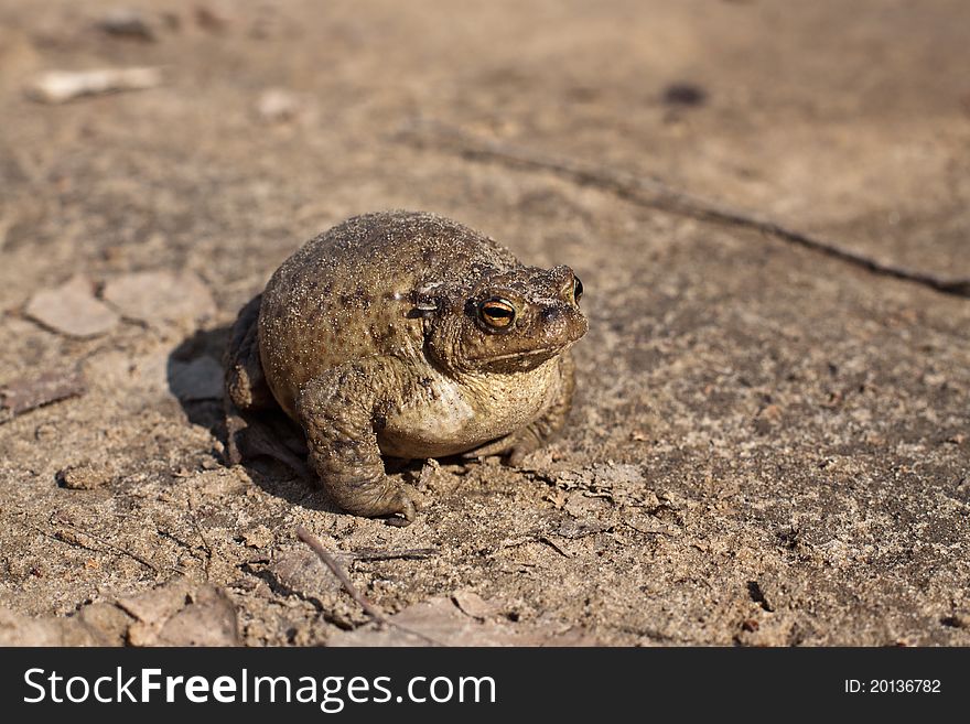The big exaggerated brown frog
