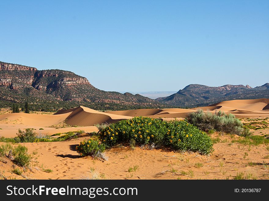 Pink Coral Sand Dunes