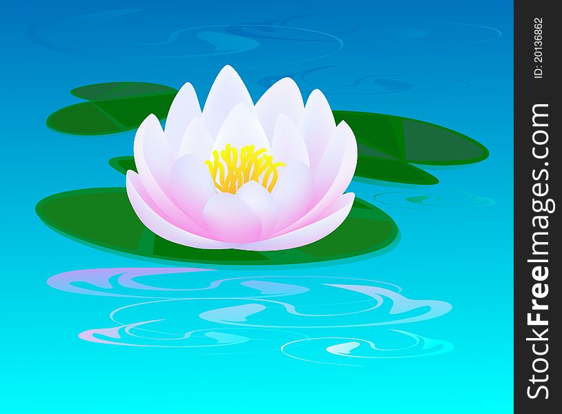 Pond with a pink water lily and a ripples on water
