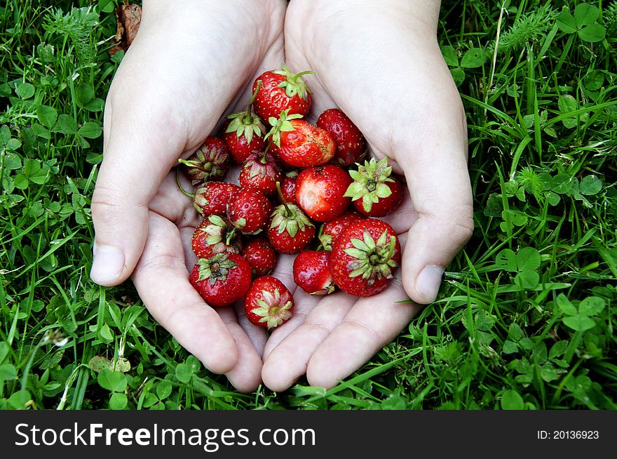 Girl's cupped hand of fresh strawberries on the grass.