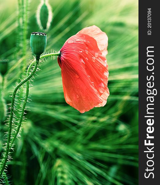 Red poppy with drops and green grass. Can be used as conceptual image for sadness and melancholy.