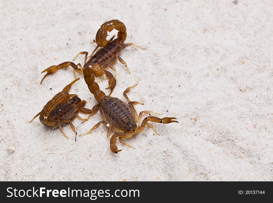 Upper shot of a three Scorpions on sand
