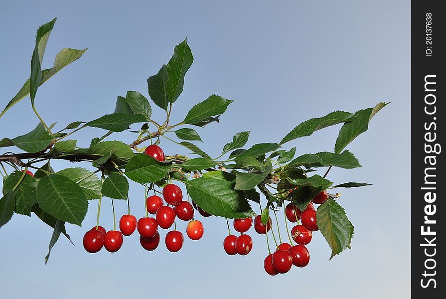 Fruits of a cherry hang on a branch on a background of the sky