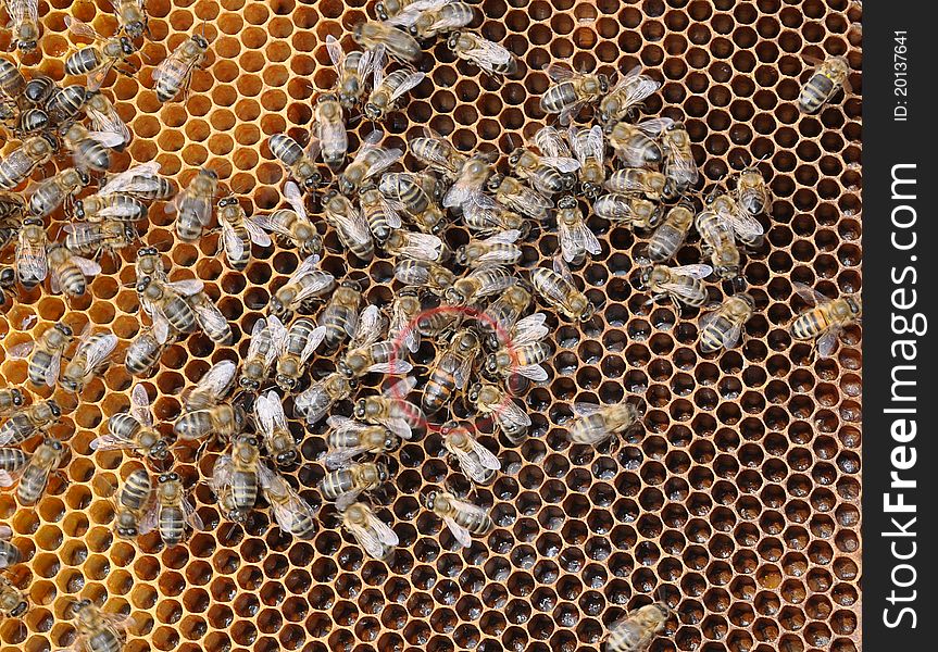 Queen bee and bees creep on a framework in a beehive