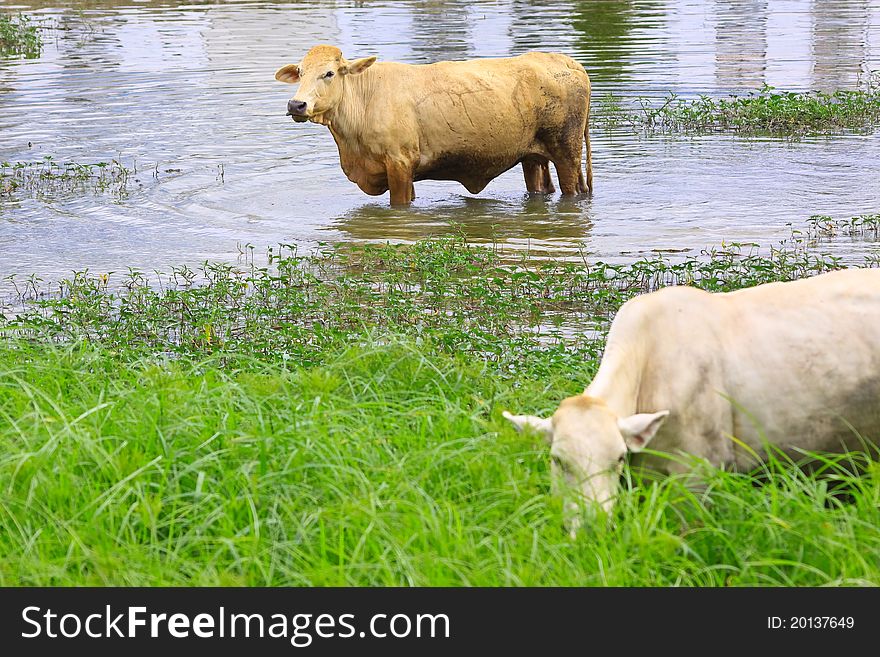 A Brown Cow In Swamp In Thailand
