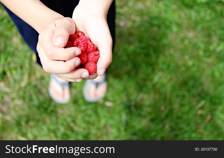 Raspberries in the hands of a child.