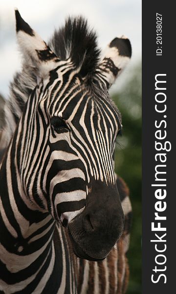 A Zebra with some beautiful markings poses for the camera. A Zebra with some beautiful markings poses for the camera