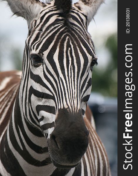 A Zebra with some beautiful markings poses for the camera. A Zebra with some beautiful markings poses for the camera