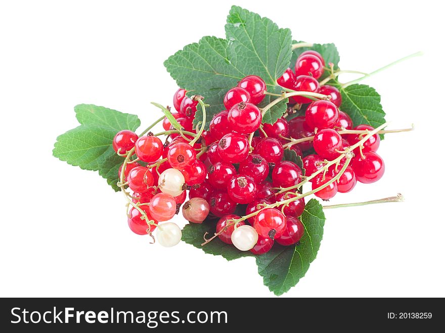 Red currant on white background.