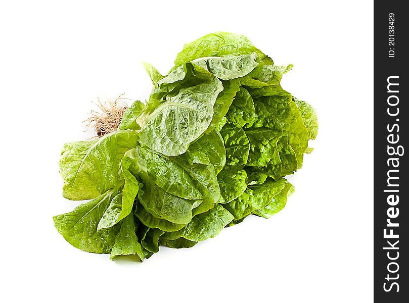 Fresh green Lettuce salad with root isolated on white background