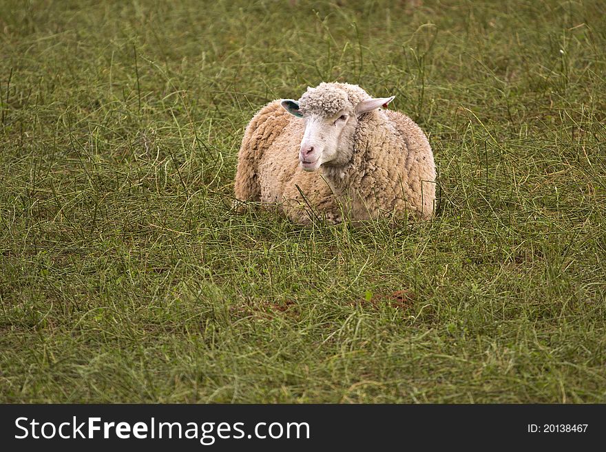 A single ewe with winter coat lying in a green pasture. A single ewe with winter coat lying in a green pasture