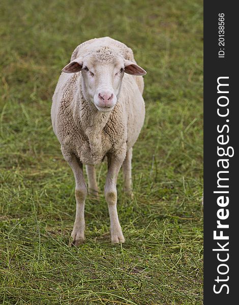 Ewe Sheep Standing In The Field